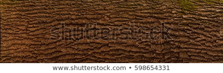 Stok fotoğraf: Bark