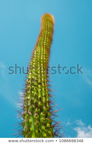 Сток-фото: Detail Of Large Cactus