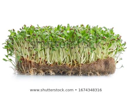 Stock photo: Fresh Alfalfa Sprouts And Cress On White Background