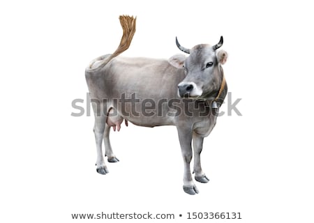 Stockfoto: Cow Looking At Camera