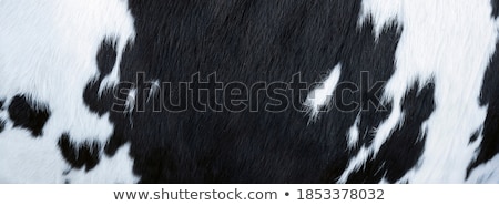 Stock photo: Brown And White Cowhide