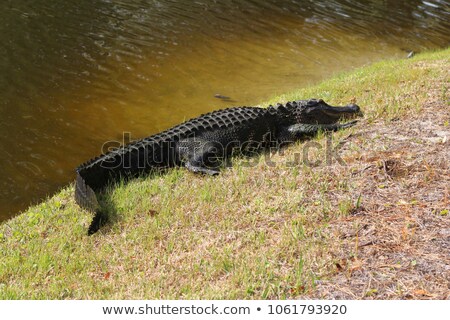 Сток-фото: Crocodile Sunbathing Next To The Water