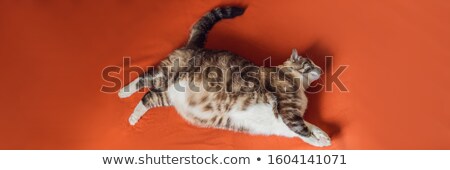 Stok fotoğraf: Very Fat Cat Is Obese Lies On An Orange Blanket