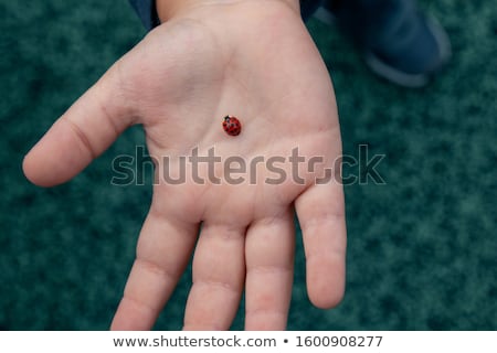 Stock foto: Ladybug In Hand