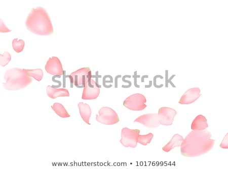 Foto stock: Pink Rose Petals