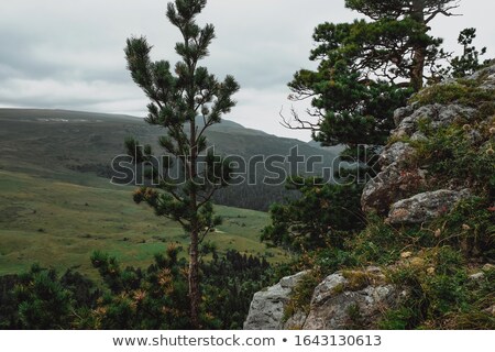 Stockfoto: Tree Growing On On The Cliff Rock Over Cloudy Sky