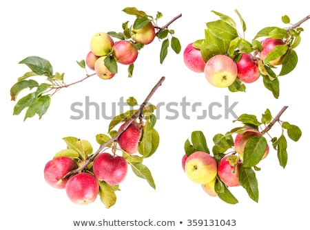 Zdjęcia stock: Ripe Apples On A Tree Branch