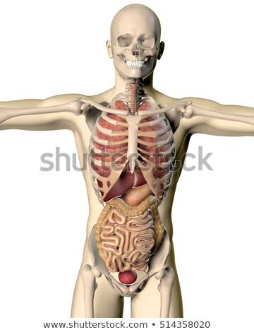 ストックフォト: 3d Male Figure With Internal Organs