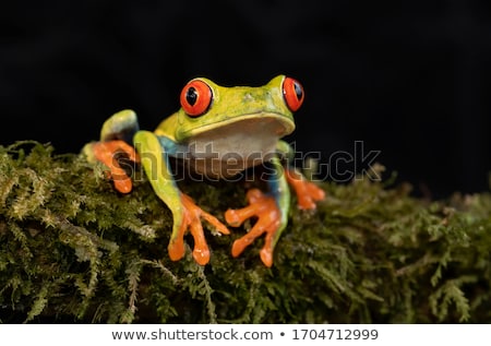 Stockfoto: Red Eye Tree Frog On Leaf On Colorful Background