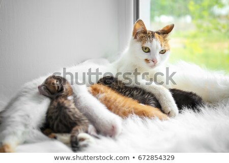 Stok fotoğraf: Eni · doğan · yavru · kedi · ile · kedi