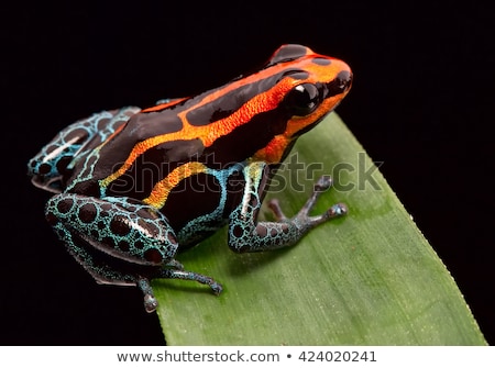 Foto stock: Poison Dart Frog