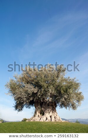 Stock fotó: Old Olive Tree By Pont Du Gard