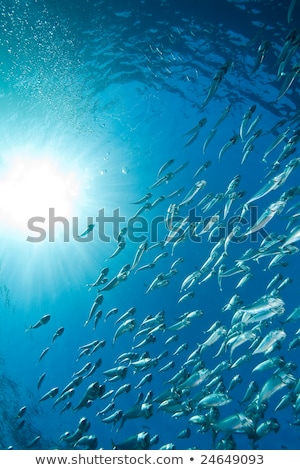 Сток-фото: Striped Mackerel Rastrelliger Kanagurta In The Red Sea