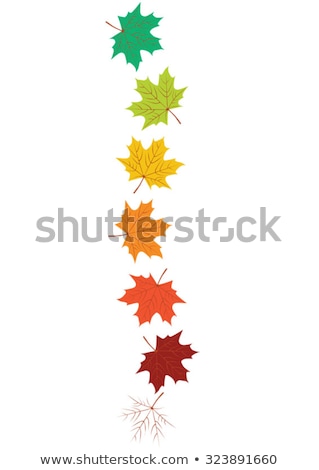 Stock photo: Four Fall Leaves