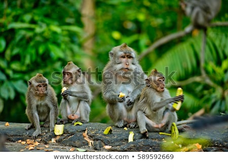 Zdjęcia stock: Monkey In A Forest