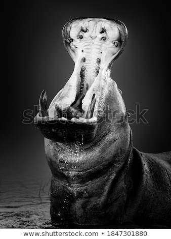 Foto stock: Hippopotamus In A Lake Yawning