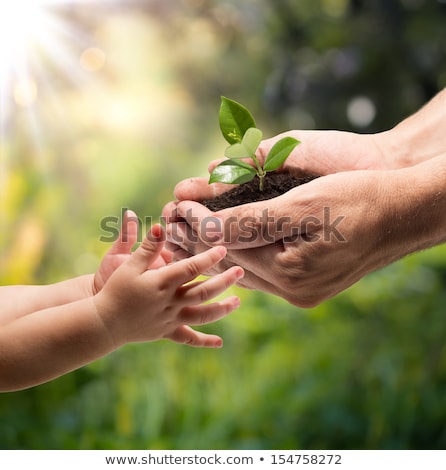 Stock fotó: Green Plant In A Child Hands