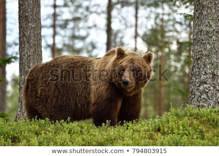 Stock photo: Fat Brown Bear