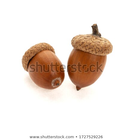 [[stock_photo]]: Acorns On A White Background Close Up