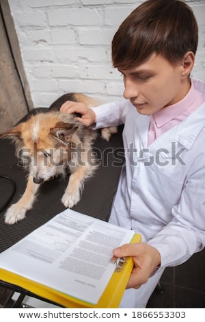 Foto stock: Veterinarian Doctor With Documents On Clipboard
