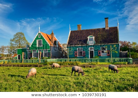 Сток-фото: Old Town Of Zaanse Schans Netherlands