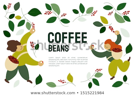 Stok fotoğraf: Coffee Cherries On The Branch Ethiopia