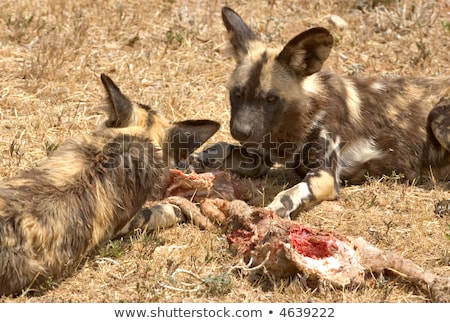 Cape Hunting Dog Eating Meat ストックフォト © clearviewstock