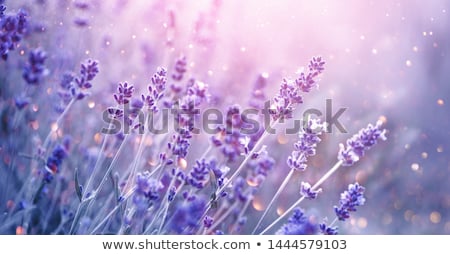 ストックフォト: Closeup Of Lavender