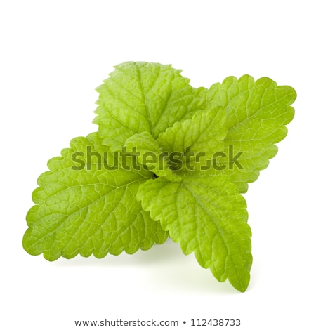 Stock fotó: Lemon And Citron Mint Leaf Isolated On White Background