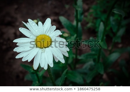 Foto d'archivio: Close Up Snail On Yellow Chrysanthemum Flowers