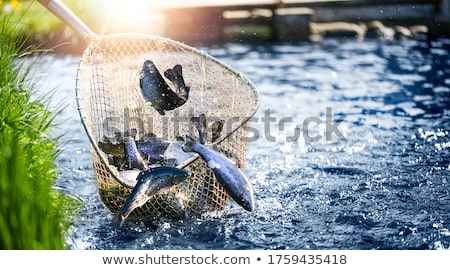 Stock photo: Catch Of The Day