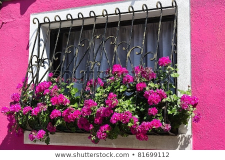 Сток-фото: Colorful Window With Flower Pot In Burano