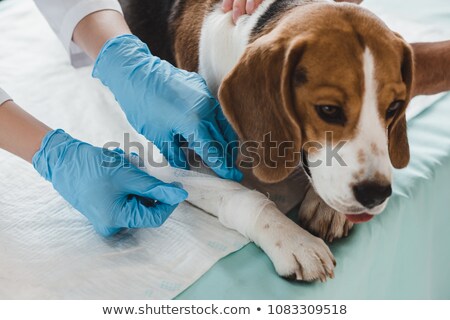 [[stock_photo]]: Pet Health Care