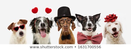 ストックフォト: Valentines Day Row Of Dog