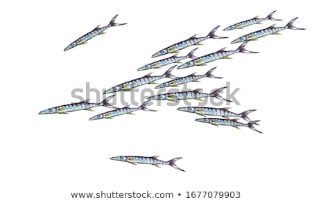 Zdjęcia stock: Many Fish Swimming Under The Ocean