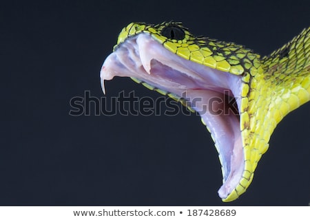 Stock photo: Venomous Snake Bites