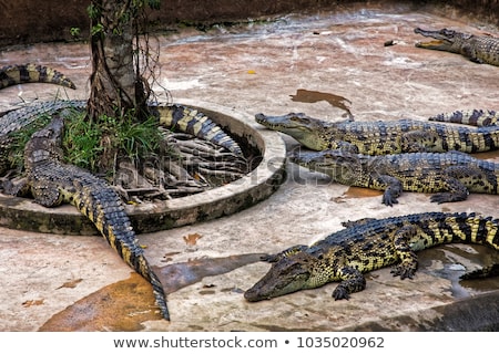 Foto stock: Siamese Crocodiles Mekong Delta In Vietnam