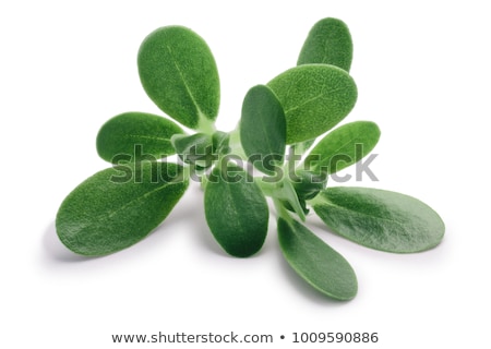 Stockfoto: Purslane Portulaca Oleracea Paths