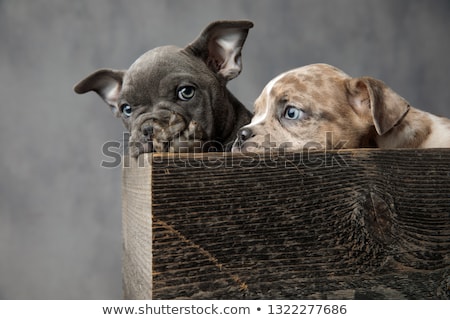 Stok fotoğraf: Two Shy And Adorable American Bully Puppies In Wooden Box
