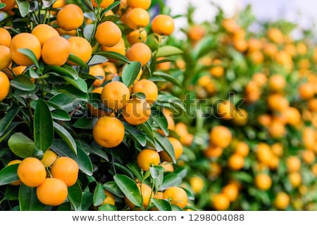 Stok fotoğraf: Garden With Tangerine Trees During Harvest