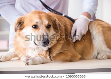 Foto stock: Doctor And Assistant Checking Up Golden Retriever Dog In Vet Cli