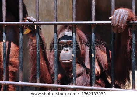 Сток-фото: Orangutan In Zoo