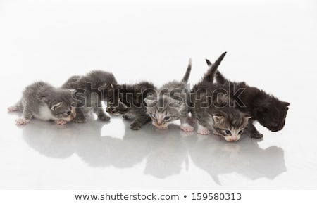 Stok fotoğraf: Chatreaux Kitten Sitting