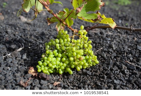 Foto stock: Vineyard In Lanzarote Island Growing On Volcanic Soil