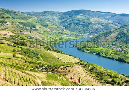 Stock fotó: Vineyars In Douro Valley