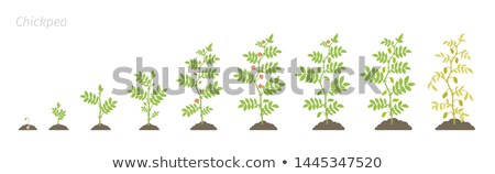 Foto stock: Chickpeas Plantation