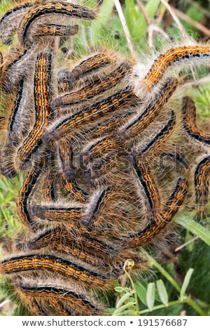 Nid de chenille de spongieuse [[stock_photo]] © Digoarpi