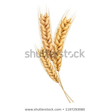 Stock foto: Wheat Ears Isolated On The White Background