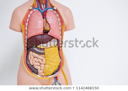 Stock fotó: Plastic Human Torso Model With Organs On White