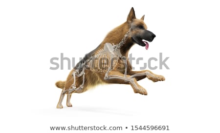 Foto d'archivio: German Shepherd Dog - 3d Illustration